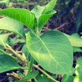 Ashwagandha plant. It used in Ayurveda as a medicine.