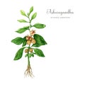 Ashwagandha plant watercolor illustration. Hand drawn Withania somnifera medicinal plant botanical realistic image