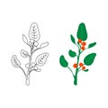 Ashwagandha - Vector illustration, ayurvedic herb, outline black and white and colorful illustrations. Royalty Free Stock Photo