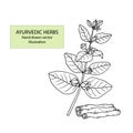 Ashwagandha Withania somnifera. Ayurvedic healing plant.