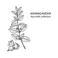 Ashwagandha Withania somnifera. Ayurvedic healing plant. Hand draw sketch