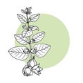 Ashwagandha Withania somnifera. Ayurvedic plant. Hand drawn vector illustration outline sketch