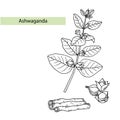 Ashwagandha Withania somnifera. Ayurvedic healing plant. Hand drawn vector illustration in sketch