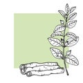 Ashwagandha Withania somnifera. Ayurvedic healing plant. Hand drawn sketch