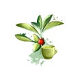 Ashwagandha Withania Somnifera ayurvedic herb digital art illustration with text isolated on white. Healthy organic spa plant Royalty Free Stock Photo