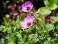 Ashy Cranesbill - Geranium cinereum `Ballerina`