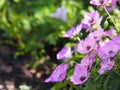 Ashy Cranesbill - Geranium cinereum `Ballerina`