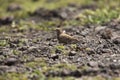 Ashy crowned sparrow, lark-Eremopterix griseus, Saswad, Pune, Maharashtra, India Royalty Free Stock Photo