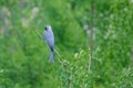 Ashy Drongo Royalty Free Stock Photo