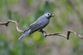 Ashy Drongo Royalty Free Stock Photo