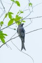 Ashy Drongo(Dicrurus leucophaeus)