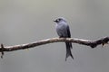 Ashy Drongo