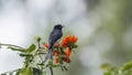 Ashy drongo in Ella, Sri Lanka Royalty Free Stock Photo