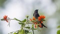 Ashy drongo in Ella, Sri Lanka