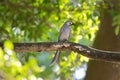 Ashy Drongo gray bird perching on tree branch in forest, Thailand, Asia
