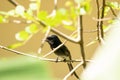 Ashy drongo HQ wallpaper Royalty Free Stock Photo