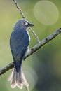 Ashy drongo in the morning sunlight Royalty Free Stock Photo