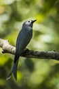 Ashy Drongo (Very Pale Ashy) Royalty Free Stock Photo