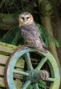 Ashy Faced Barn Owl Royalty Free Stock Photo