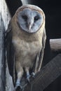 Ashy faced Barn Owl Royalty Free Stock Photo