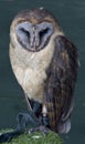 Ashy Faced Owl