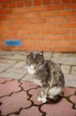 Ashy grey fluffy kitty posing near brick wall building on a tile