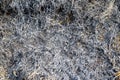 Ashy Ground Surface Background Royalty Free Stock Photo