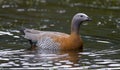 Ashy-headed Goose Royalty Free Stock Photo