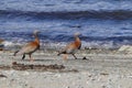 Ashy-headed goose pair walks shoreline of lake in Tierra del Fuego, Argentina