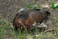 Ashy-headed goose