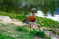 Ashy-headed gooseCauquen Real - Chloephaga poliocephala