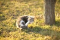 Ashy kitty paw scratches behind the ear in the garden