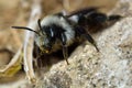 Ashy mining bee (Adrena cineraria)