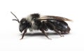 Ashy mining bee Andrena cineraria Royalty Free Stock Photo