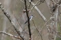 Ashy minivet on a branch of tree Royalty Free Stock Photo