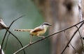 Ashy prinia