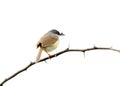 Ashy prinia Royalty Free Stock Photo