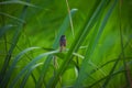 Ashy prinia bird small birds photography