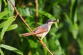 Ashy Prinia Royalty Free Stock Photo