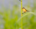 An Ashy Prinia Looking down Royalty Free Stock Photo