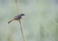 Ashy prinia Royalty Free Stock Photo