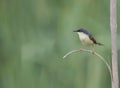 Ashy prinia Royalty Free Stock Photo