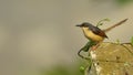 Ashy Prinia resting on a fence