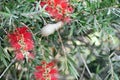 An Ashy Prinia or Ashy Wren Warbler Prinia socialis sipping nectar from the hanging red inflorescence of an Australian Royalty Free Stock Photo