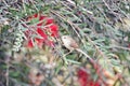 An Ashy Prinia or Ashy Wren Warbler Prinia socialis sipping nectar from the hanging red inflorescence of an Australian Royalty Free Stock Photo