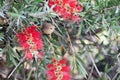 An Ashy Prinia or Ashy Wren Warbler Prinia socialis sitting on an Australian Bottlebrush tree Callistemon Royalty Free Stock Photo