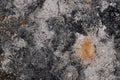Ashy surface. Texture of burnt grass. Overal view Royalty Free Stock Photo
