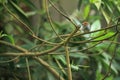 Ashy tailorbird