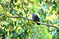 Ashy Wood Pigeon