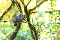 Ashy Wood Pigeon